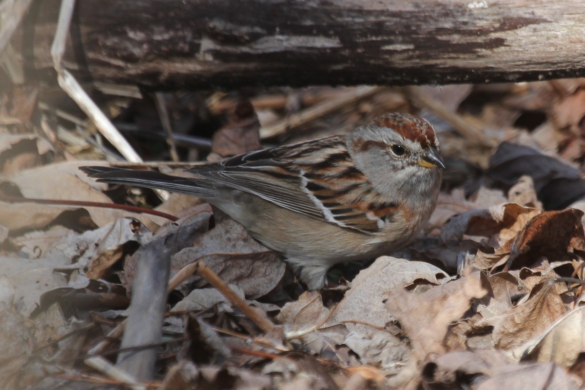 American Tree Sparrow - ML617464779