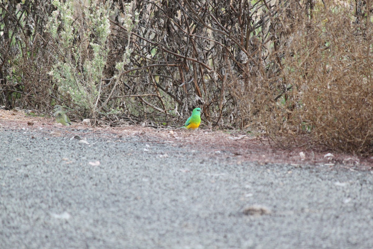Red-rumped Parrot - ML617464865