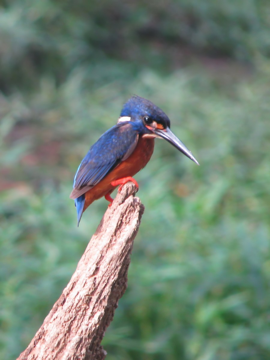Blue-eared Kingfisher - ML617464886