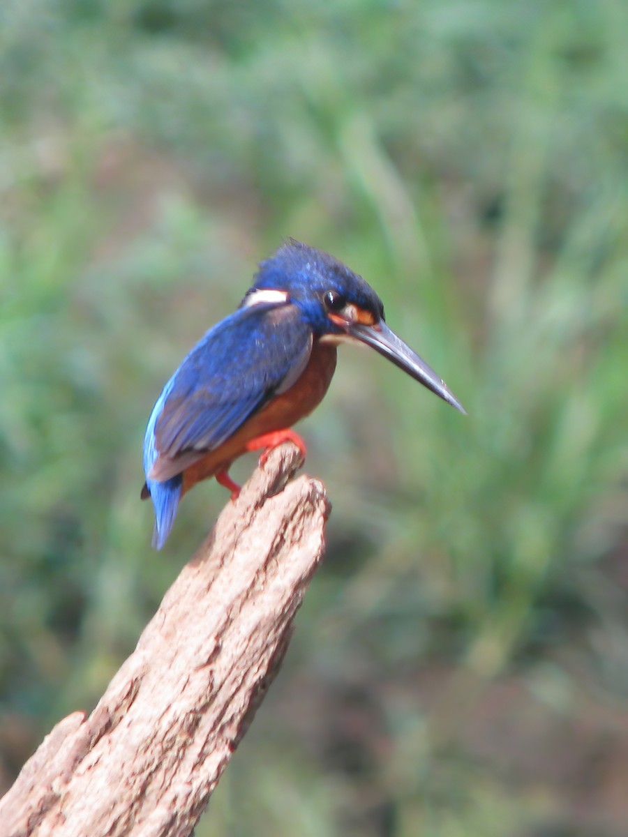 Blue-eared Kingfisher - ML617464887