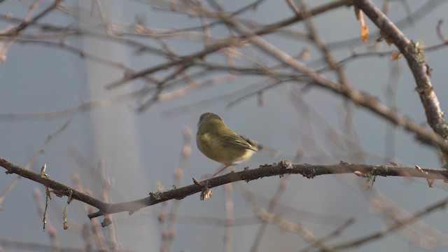 Green Shrike-Babbler - ML617464997