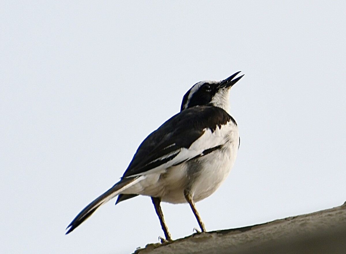 African Pied Wagtail - ML617465037