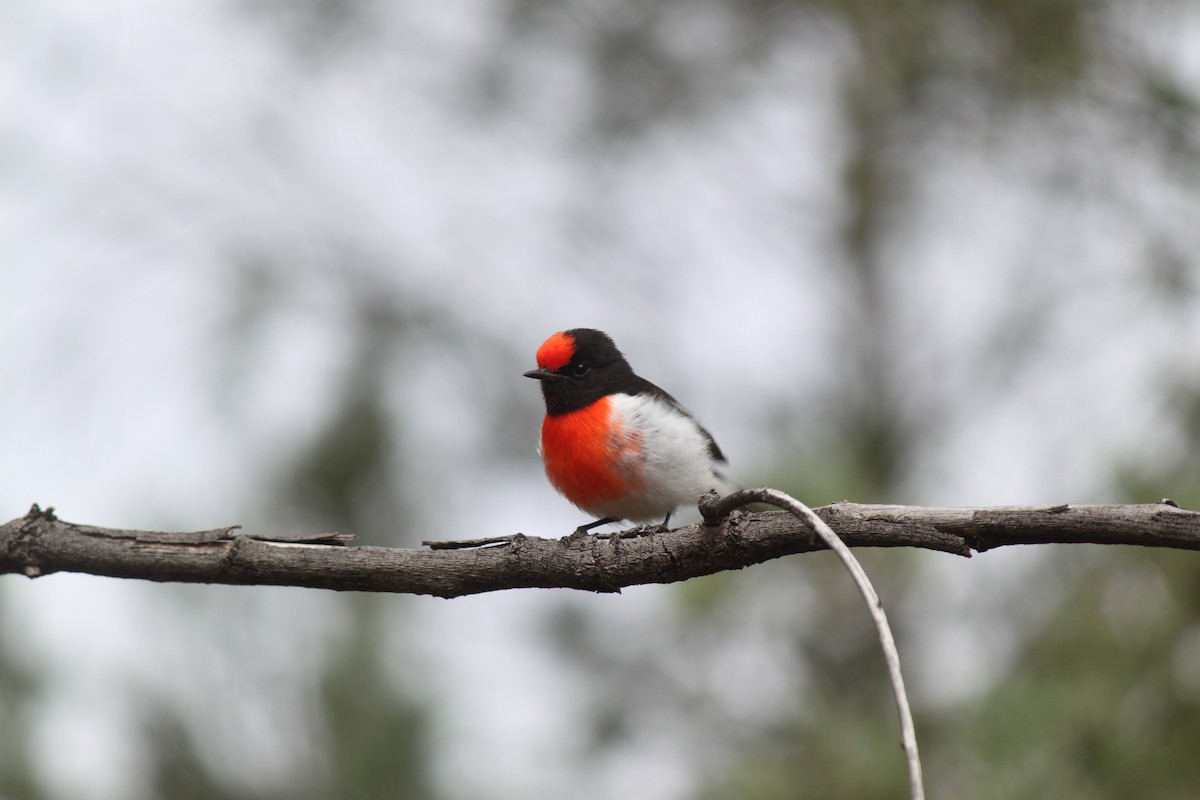 Red-capped Robin - ML617465074