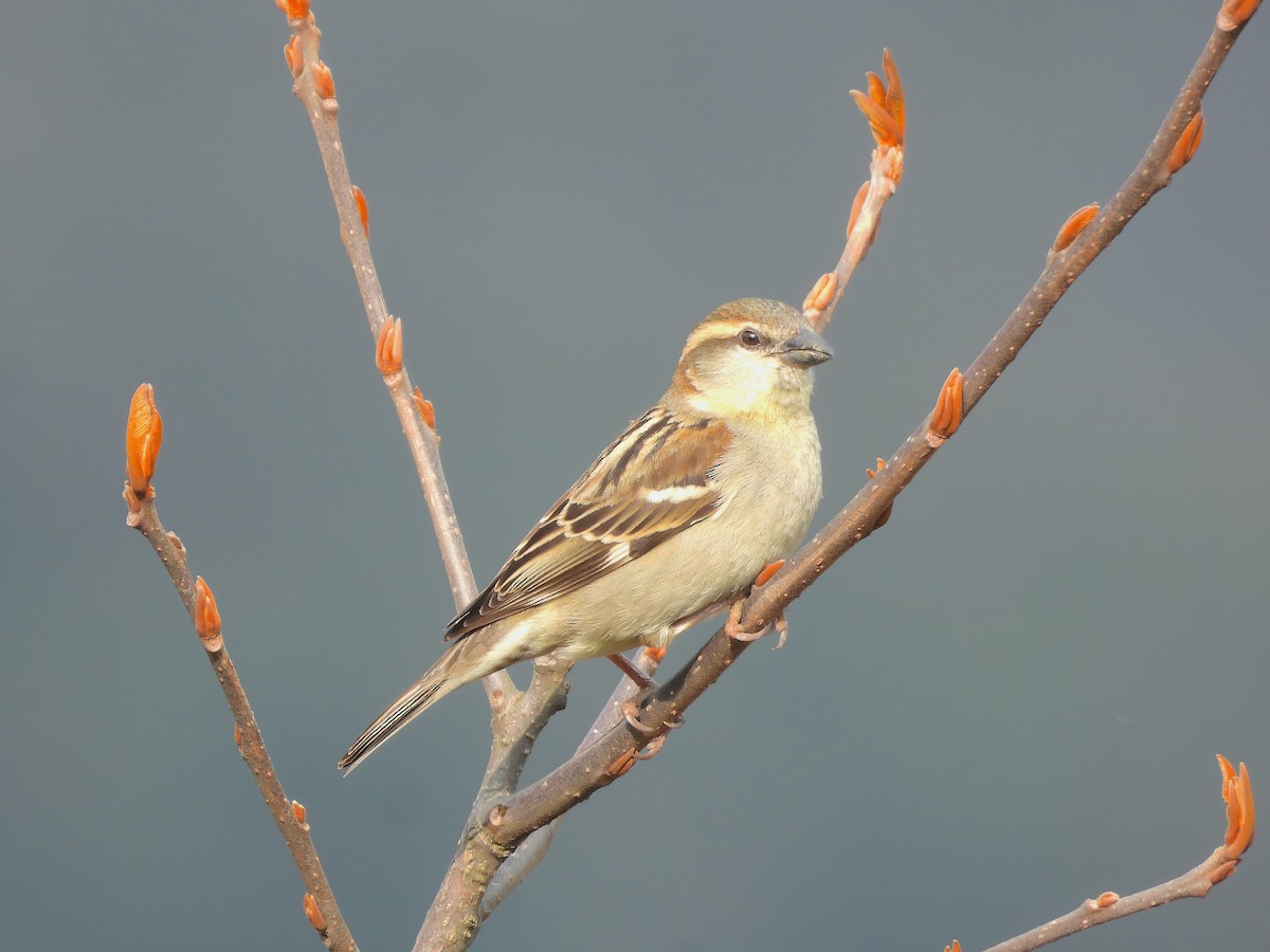Russet Sparrow - Sudip Simha