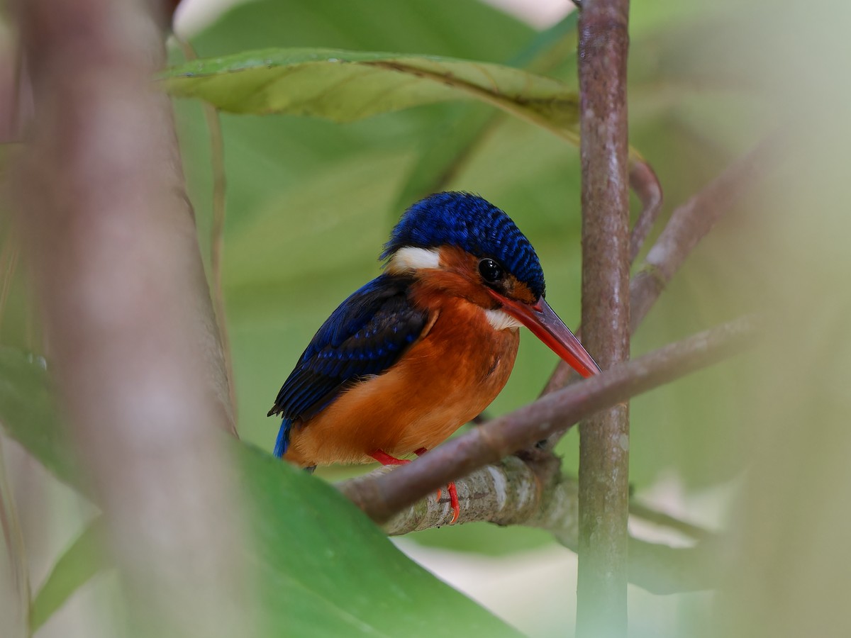 Blue-eared Kingfisher - Daniel Schlaepfer