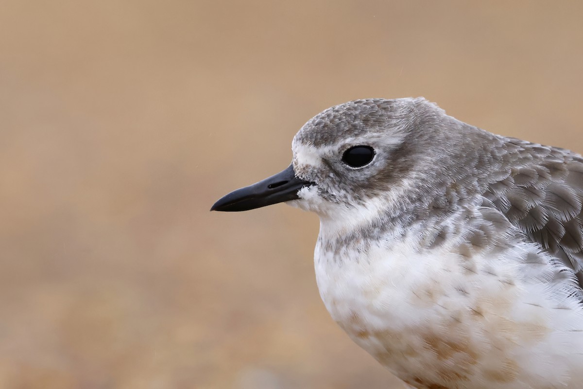 Red-breasted Dotterel (Southern) - Daniel Branch