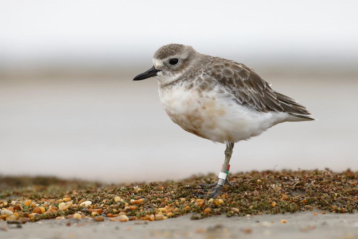 Red-breasted Dotterel (Southern) - ML617465283
