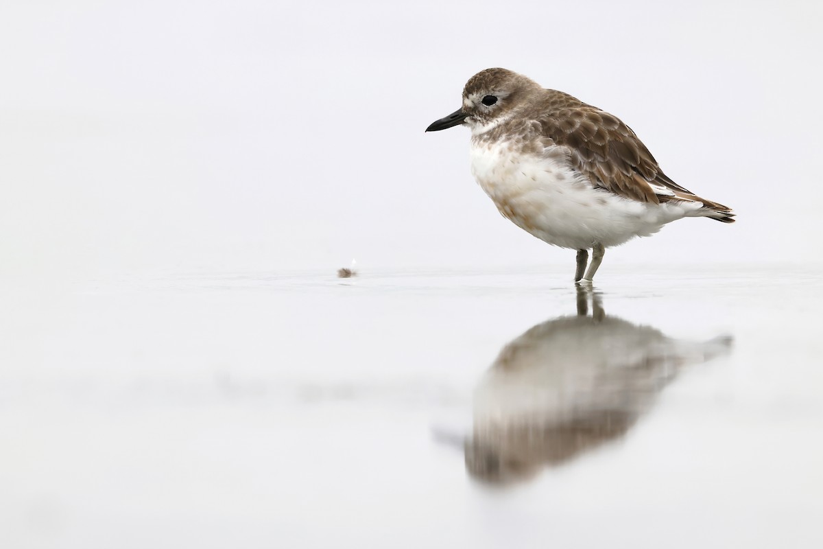 Red-breasted Dotterel (Southern) - Daniel Branch