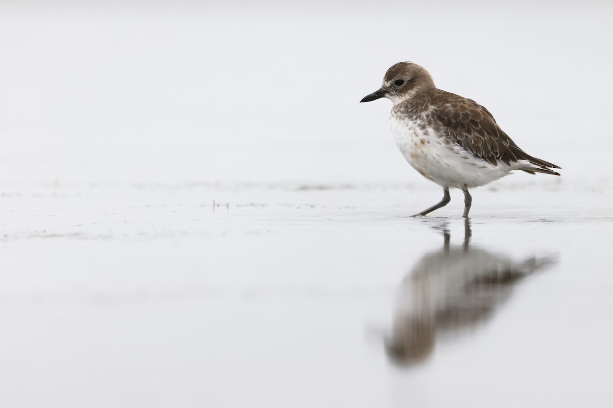 Red-breasted Dotterel (Southern) - ML617465304