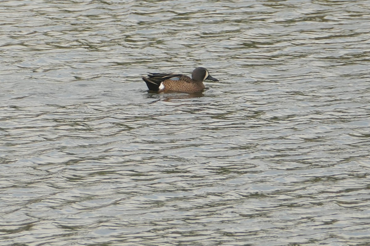 Blue-winged Teal - ML617465323