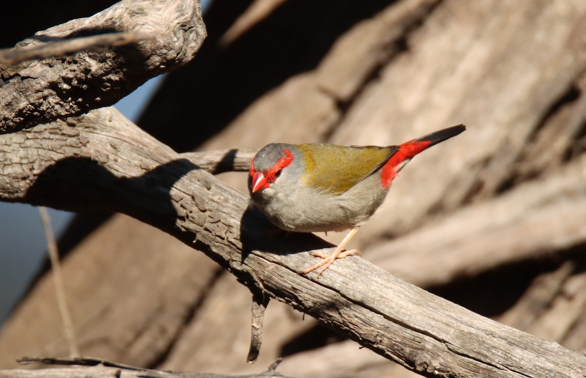 Red-browed Firetail - ML617465324