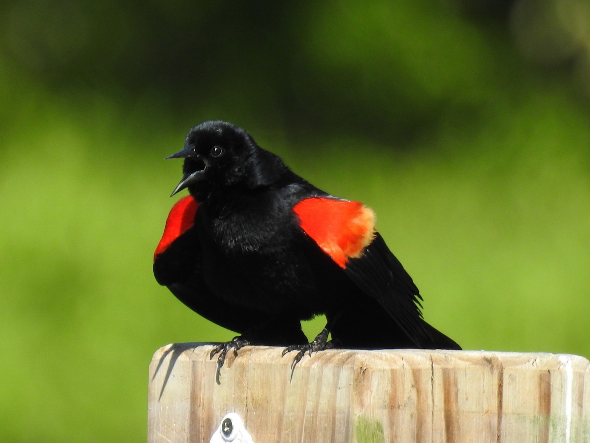Red-winged Blackbird - ML617465489