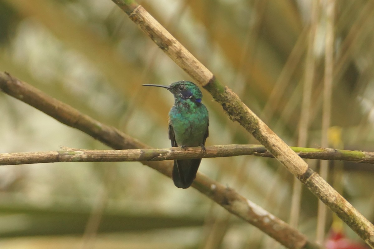 kolibřík modrouchý - ML617465583