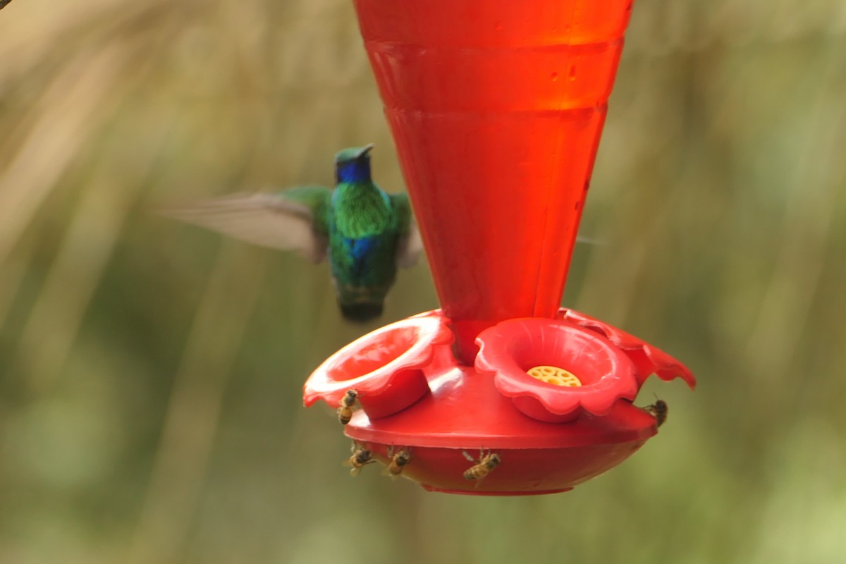 kolibřík modrolící - ML617465591