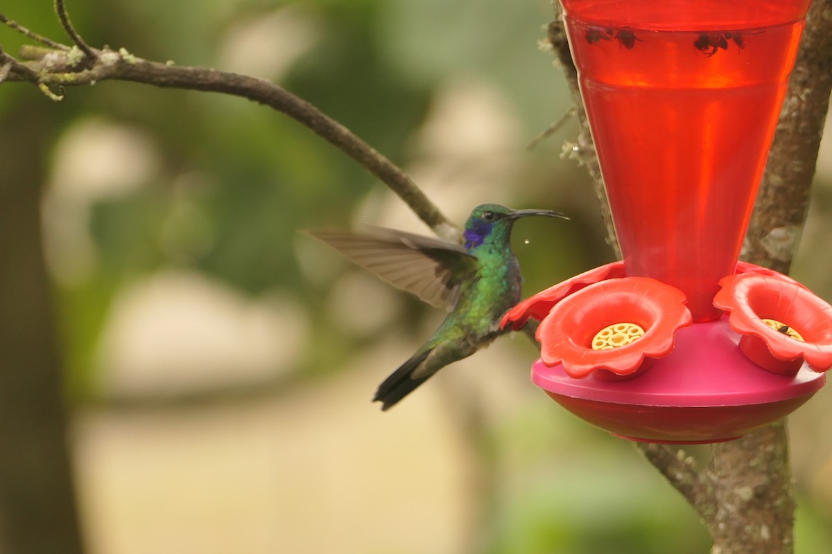 kolibřík modrolící - ML617465593
