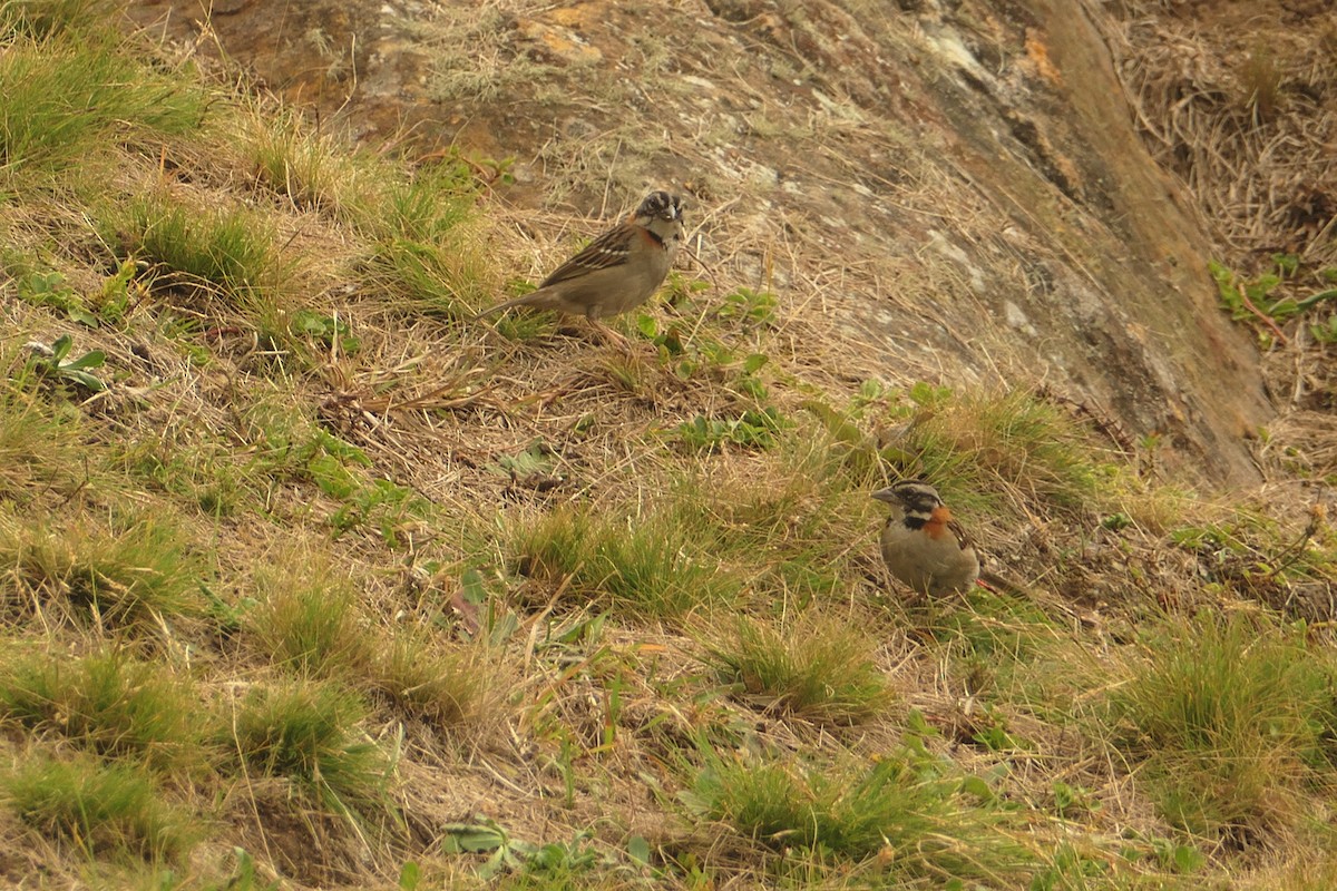 Rufous-collared Sparrow - ML617465639