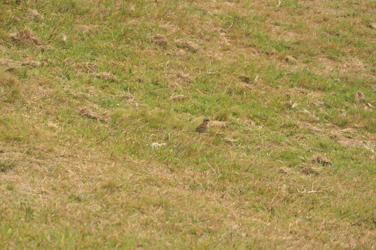 Rufous-collared Sparrow - ML617465640