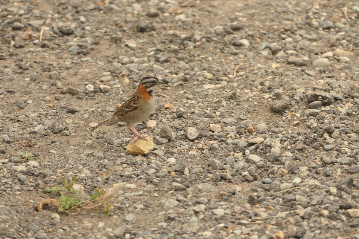 Rufous-collared Sparrow - ML617465641