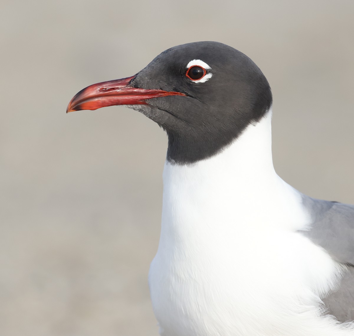 Laughing Gull - Andy Gee