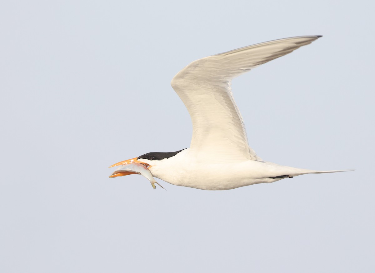 Least Tern - Andy Gee