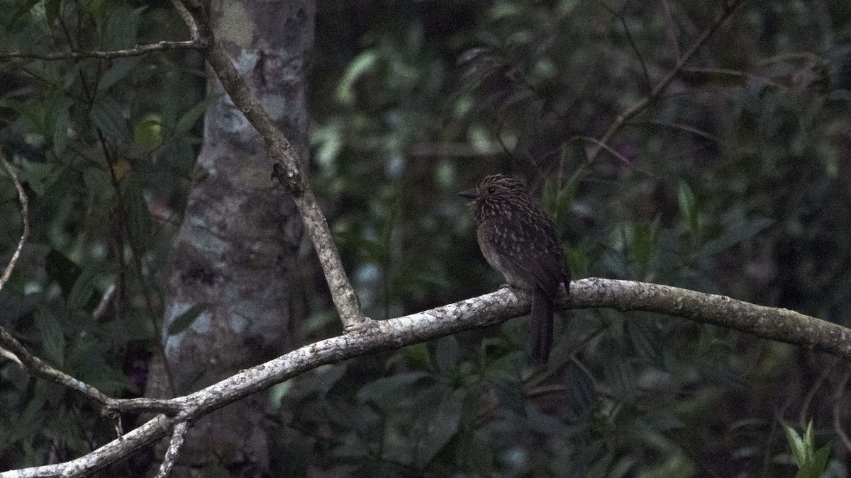 Crescent-chested Puffbird (Greater) - ML617465883