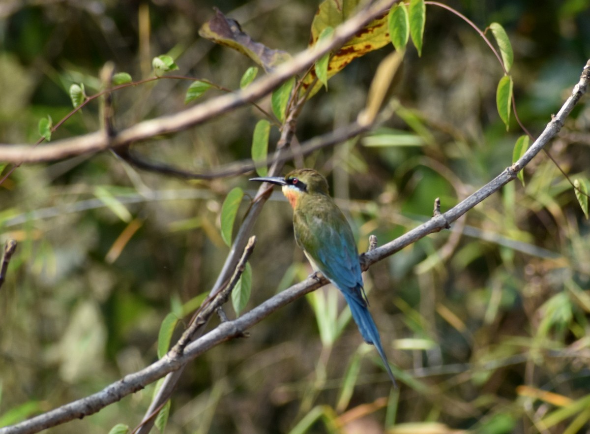 Blue-tailed Bee-eater - ML617465884