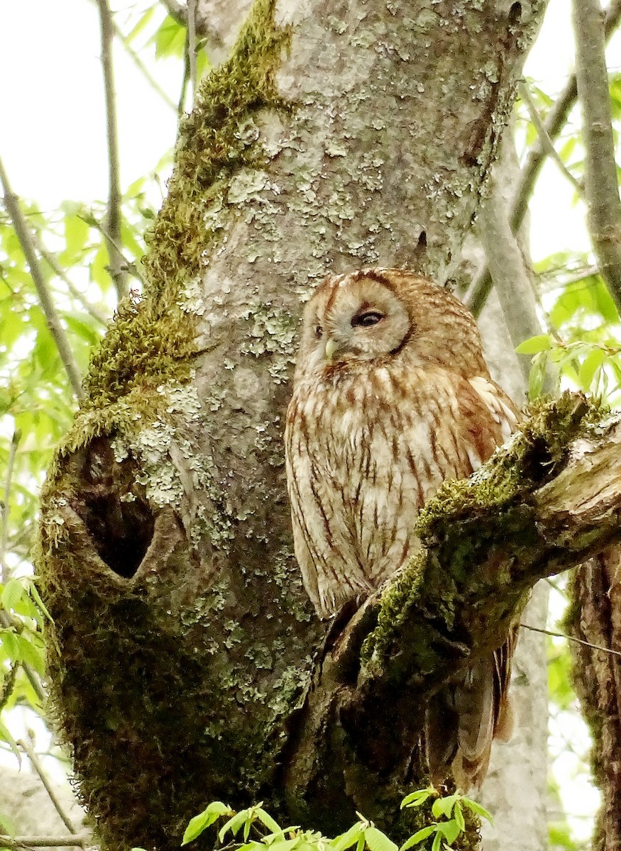 Tawny Owl - ML617465929
