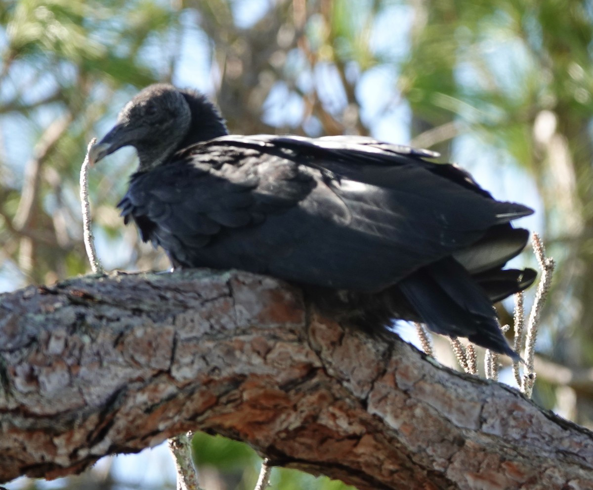 Black Vulture - Kathleen Horn