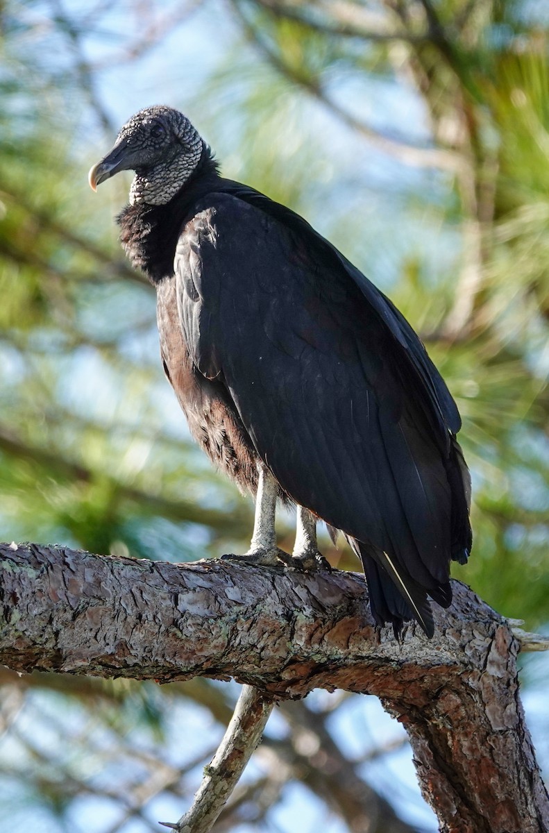 Black Vulture - Kathleen Horn