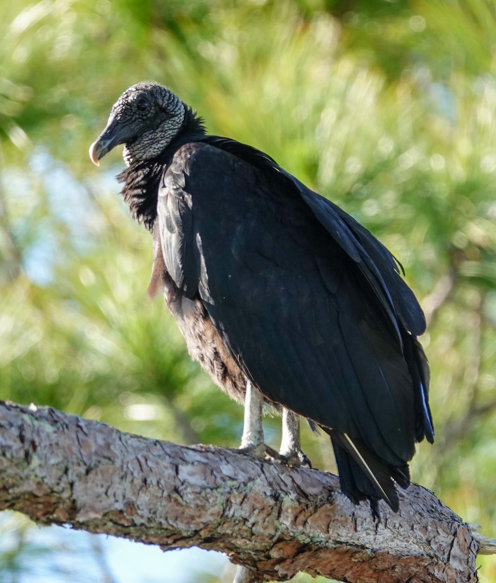 Black Vulture - ML617466001