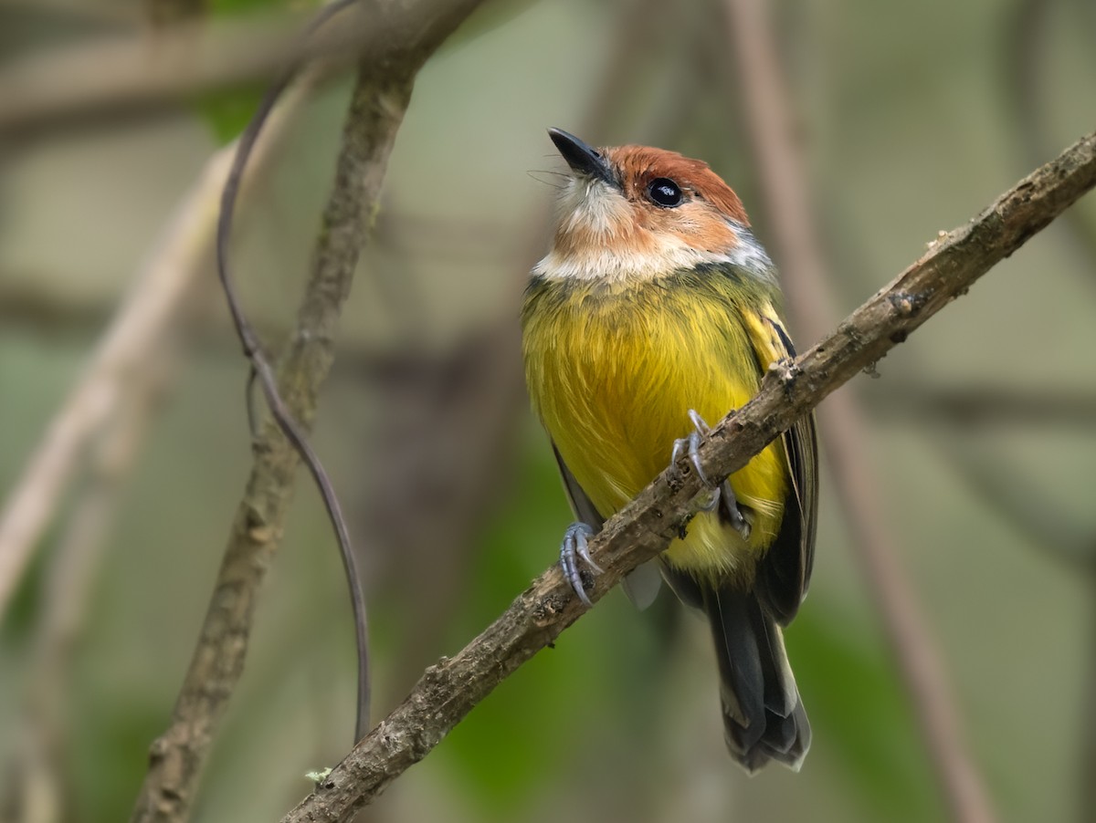 Rufous-crowned Tody-Flycatcher - Lars Petersson | My World of Bird Photography