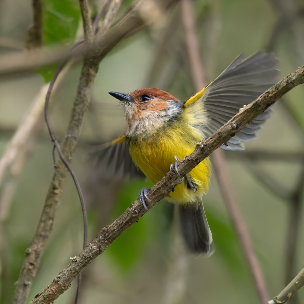 Rufous-crowned Tody-Flycatcher - Lars Petersson | My World of Bird Photography