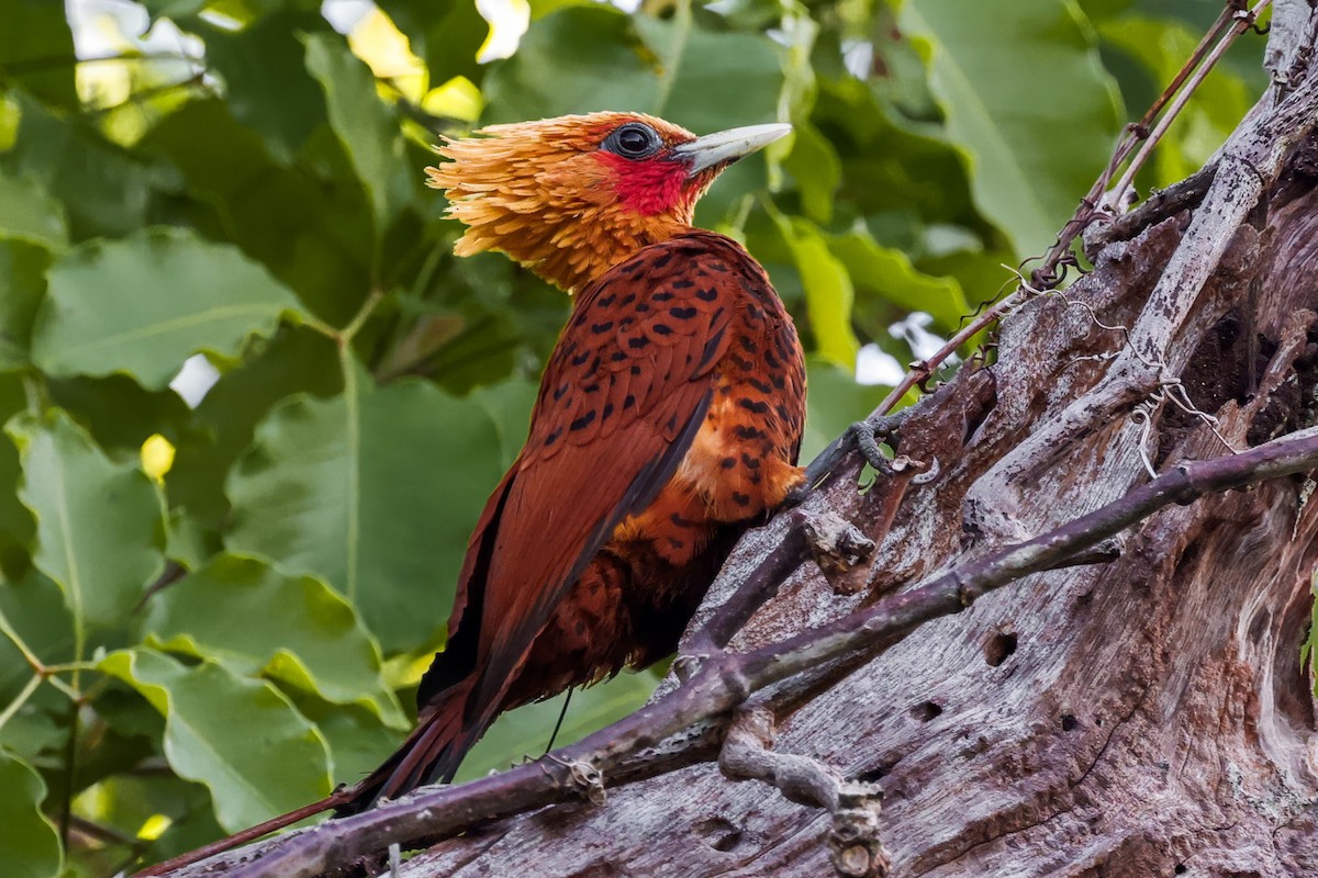 Chestnut-colored Woodpecker - ML617466186