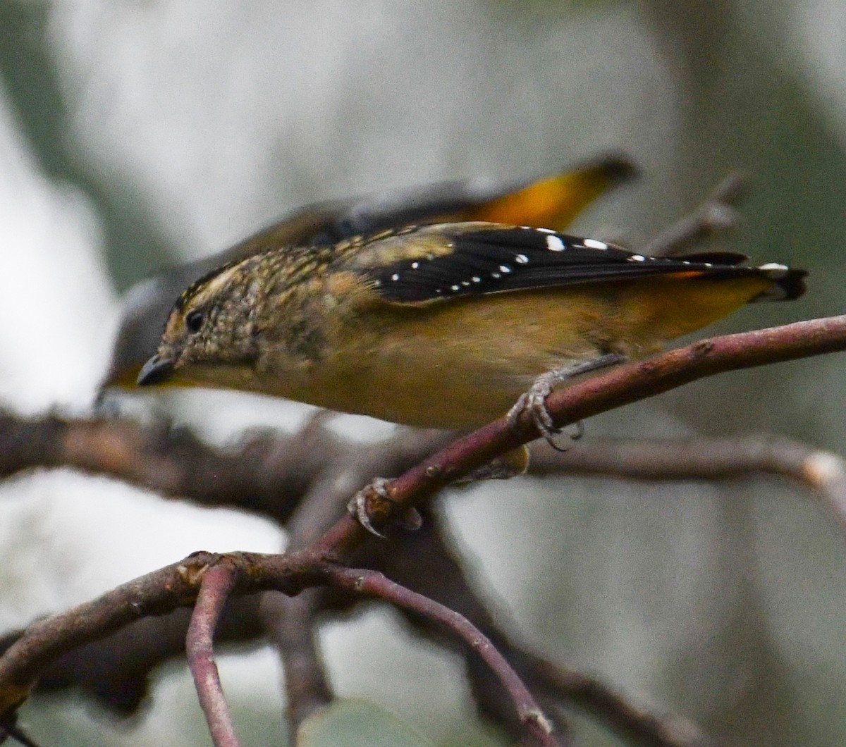 Spotted Pardalote - ML617466196