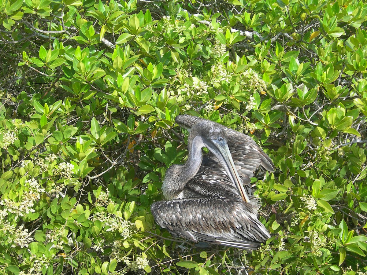 pelikán hnědý (ssp. urinator) - ML617466229