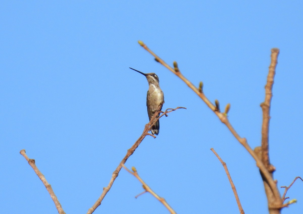 kolibřík fialovolímcový - ML617466258