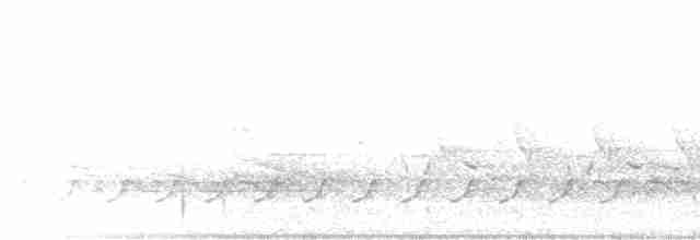 Каролинский крапивник - ML617466260