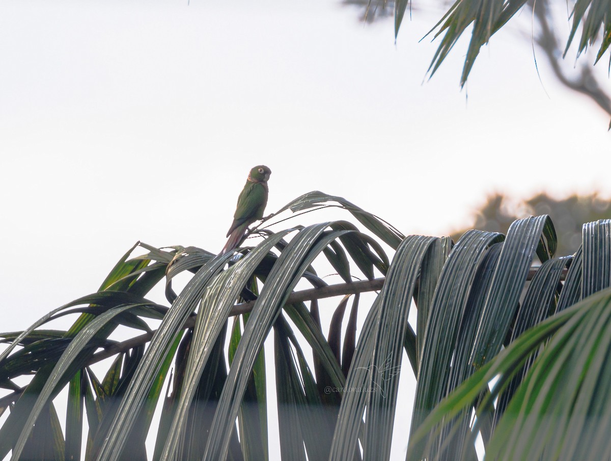 Maroon-tailed Parakeet - ML617466307