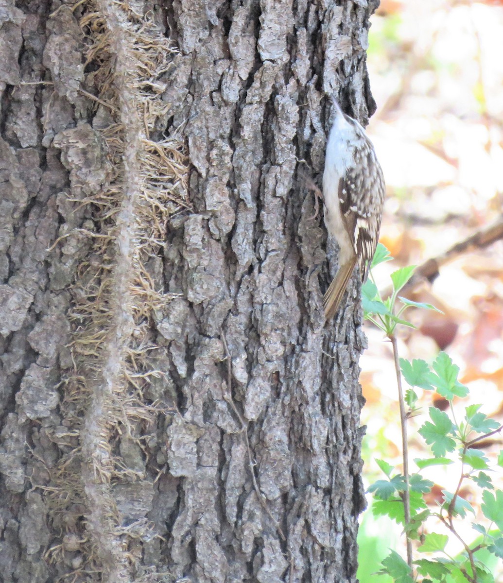 Brown Creeper - Amy Didion