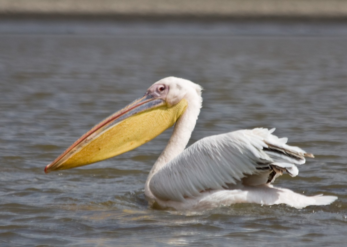 pelikán bílý - ML617466355