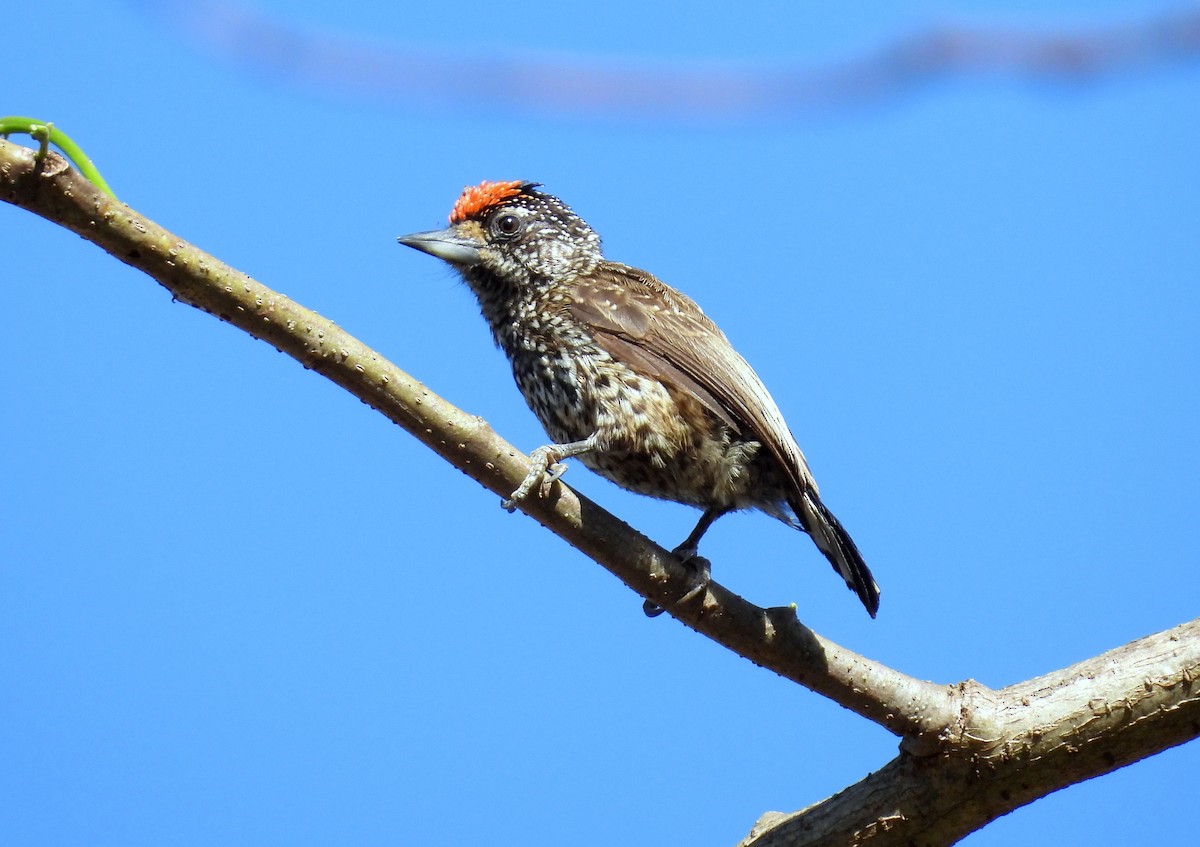 White-wedged Piculet - ML617466383