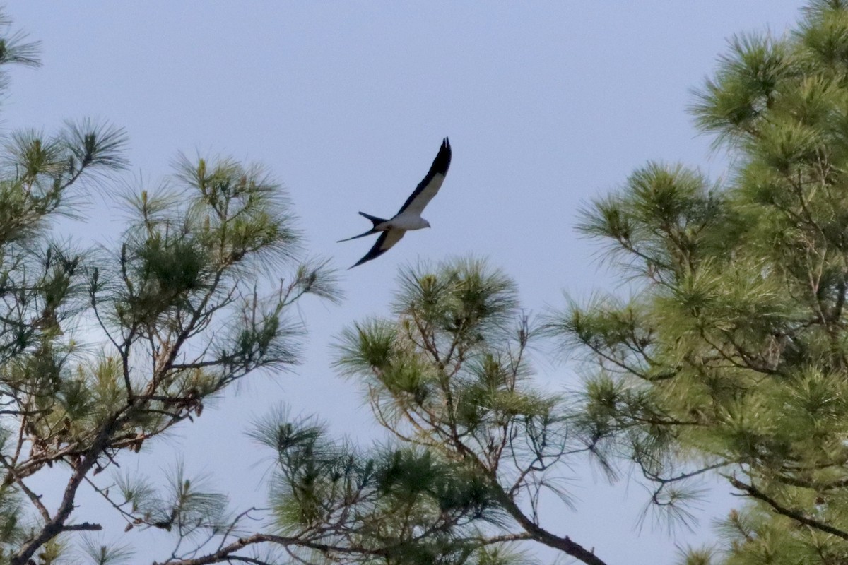 Swallow-tailed Kite - ML617466401