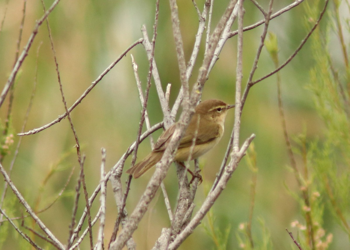 Iberian Chiffchaff - Real Gauthier