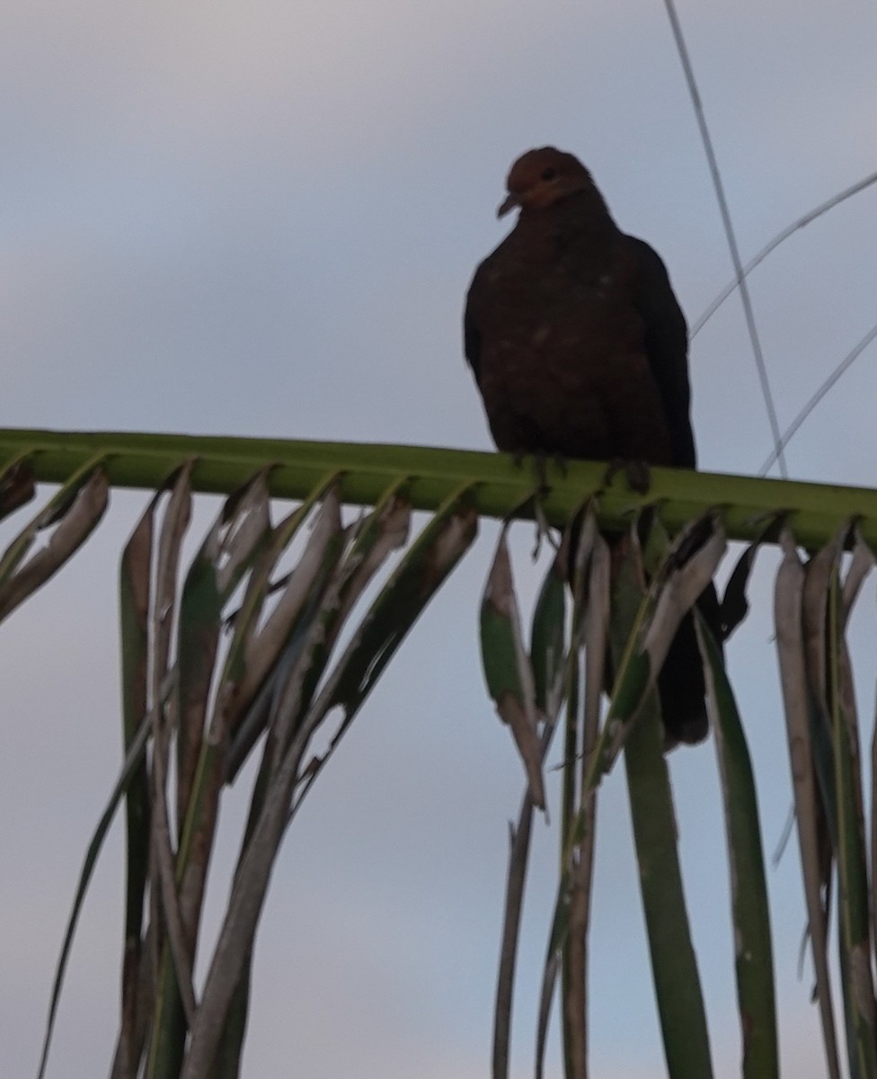 Philippine Cuckoo-Dove - ML617466536