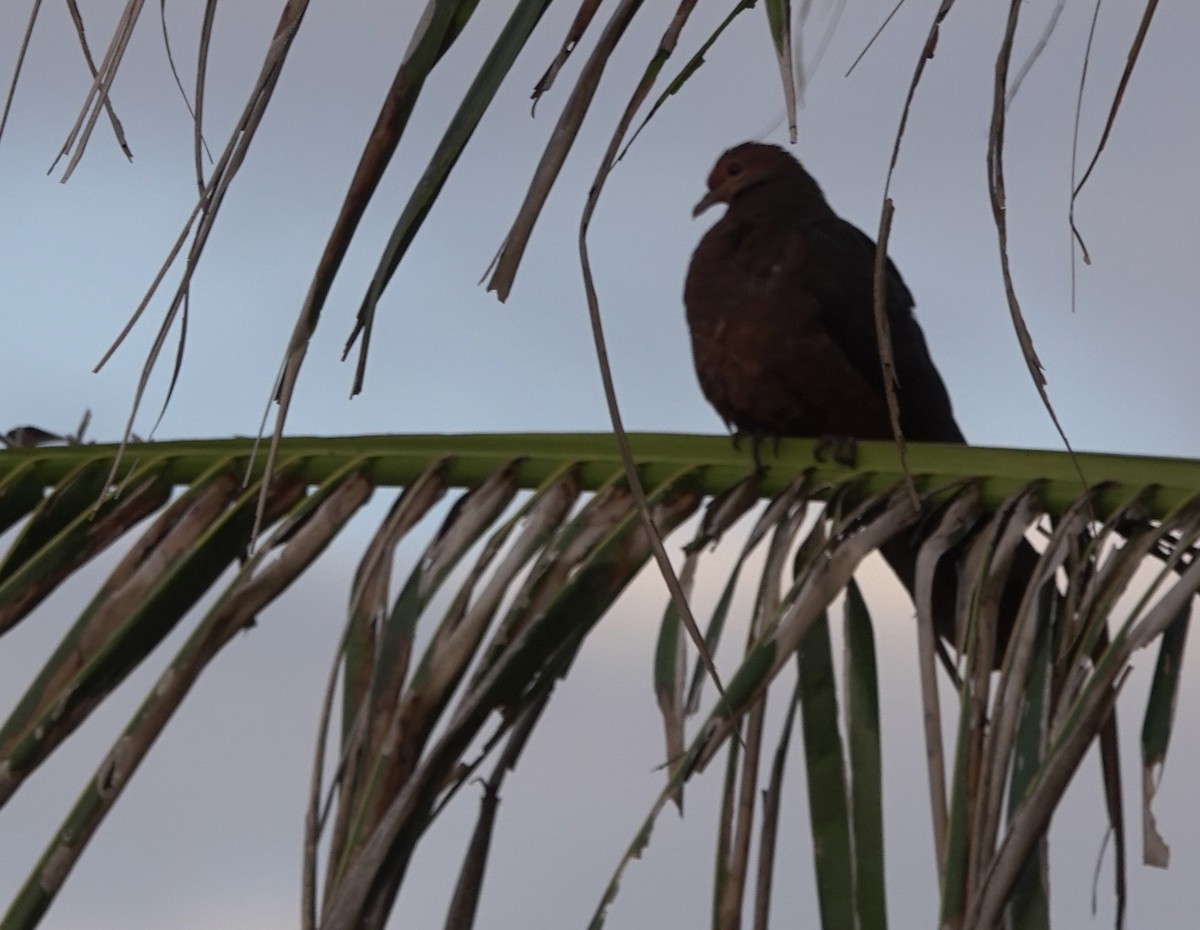 Philippine Cuckoo-Dove - Martin Kennewell