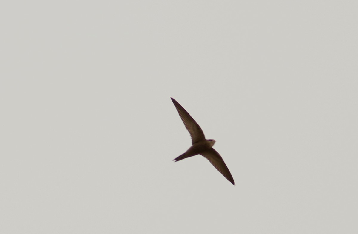 Pallid Swift - Real Gauthier