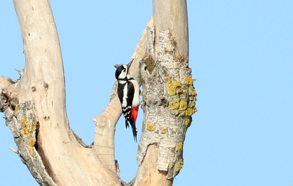Great Spotted Woodpecker - ML617466570