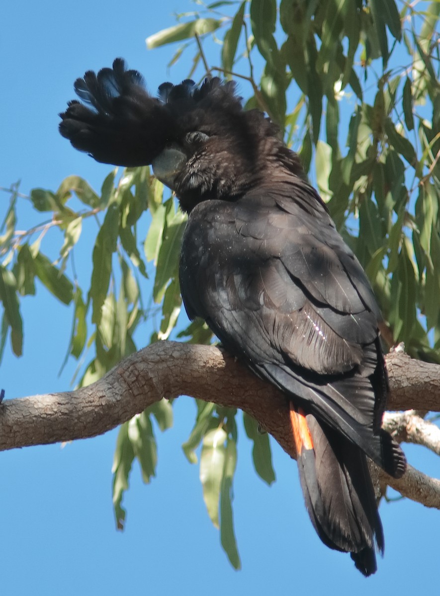 Red-tailed Black-Cockatoo - ML617466678