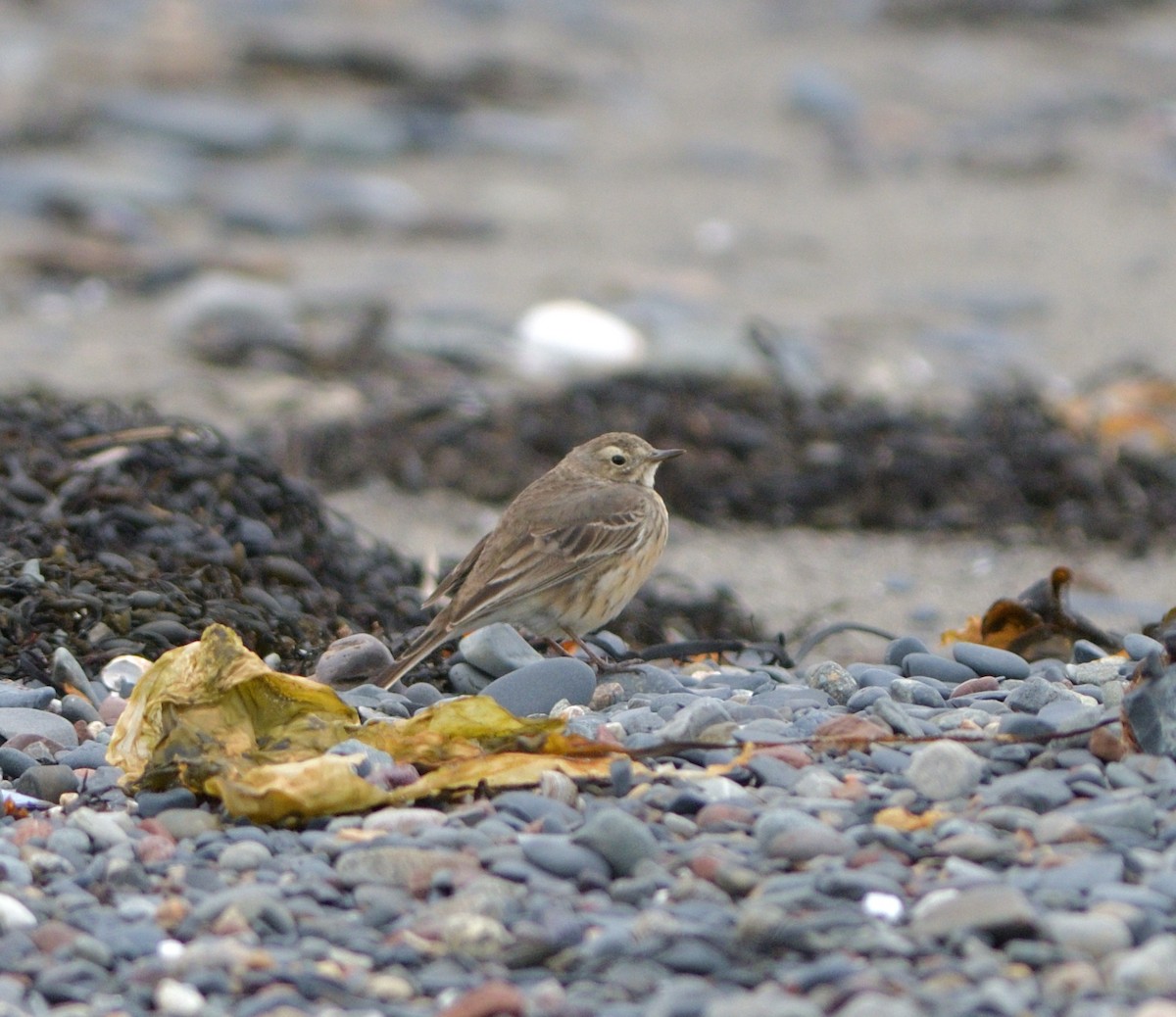 American Pipit - Woody Gillies