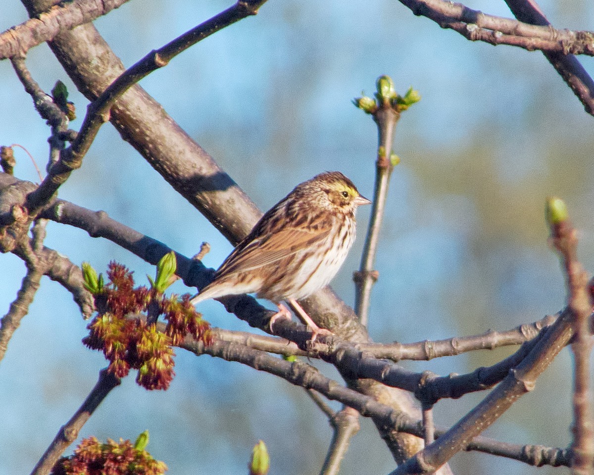 Savannah Sparrow - ML617466733